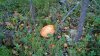 WP_20160911_13_46_13_Pro.jpg