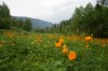Клуб Ниссан Террано | Форум Terrano-Club.Ru | Фото: DSC09891 20p.jpg
