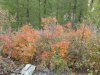 Клуб Ниссан Террано | Форум Terrano-Club.Ru | Фото: 20180912_151231.jpg