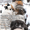 Клуб Ниссан Террано | Форум Terrano-Club.Ru | Фото: Коты-2.png