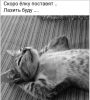 Клуб Ниссан Террано | Форум Terrano-Club.Ru | Фото: Мечта.png