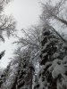 Клуб Ниссан Террано | Форум Terrano-Club.Ru | Фото: IMG_20200125_122554.jpg
