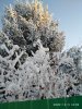 Клуб Ниссан Террано | Форум Terrano-Club.Ru | Фото: IMG_20201203_160232.jpg