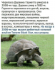 Клуб Ниссан Террано | Форум Terrano-Club.Ru | Фото: 1.png