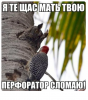 Клуб Ниссан Террано | Форум Terrano-Club.Ru | Фото: 4.png