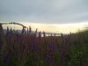 IMG_20210703_175731.jpg