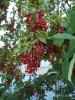 IMG_20210717_194926.jpg