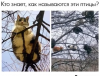 Клуб Ниссан Террано | Форум Terrano-Club.Ru | Фото: 0.png