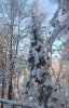Клуб Ниссан Террано | Форум Terrano-Club.Ru | Фото: IMG_20211225_171212.jpg