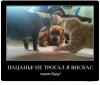 Клуб Ниссан Террано | Форум Terrano-Club.Ru | Фото: 1.png