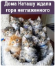 Клуб Ниссан Террано | Форум Terrano-Club.Ru | Фото: 1.png