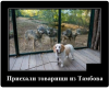 Клуб Ниссан Террано | Форум Terrano-Club.Ru | Фото: 7.png