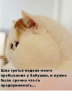 Клуб Ниссан Террано | Форум Terrano-Club.Ru | Фото: 1.png