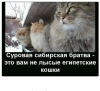 Клуб Ниссан Террано | Форум Terrano-Club.Ru | Фото: 6.png