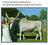 Клуб Ниссан Террано | Форум Terrano-Club.Ru | Фото: 1.png