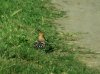 DSC00404c.jpg