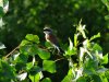 DSC00367c.jpg