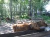 Клуб Ниссан Террано | Форум Terrano-Club.Ru | Фото: SDC13567.JPG