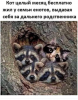 Клуб Ниссан Террано | Форум Terrano-Club.Ru | Фото: 2.png