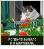 Клуб Ниссан Террано | Форум Terrano-Club.Ru | Фото: 1.png