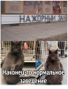 Клуб Ниссан Террано | Форум Terrano-Club.Ru | Фото: 4.png