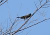 DSC00676с.jpg