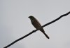 DSC00718с.jpg