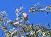 IMG_6393c.jpg