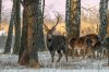 Клуб Ниссан Террано | Форум Terrano-Club.Ru | Фото: 07-01-2015-0716.jpg