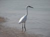 DSC01746c.jpg