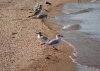 DSC01755c.jpg