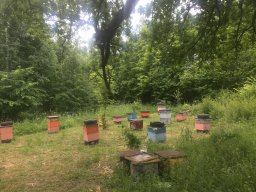 зулус Казань