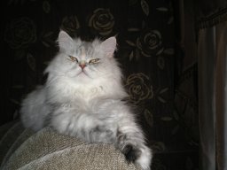 Бил
