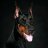 Doberman